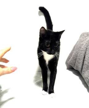 Domestic Short Hair Cats Available for Adoption - Nina | PetCurious