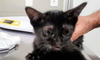 CHERRY -  Domestic Short Hair Cat for Adoption in Aurora, Illinois - CHERRY | PetCurious