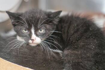 A1269613 -  Domestic Short Hair Cat for Adoption in Charlotte, North Carolina - A1269613 | PetCurious