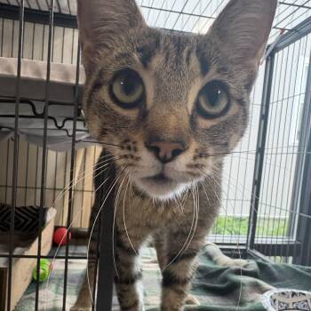 Bethany -  Domestic Short Hair Cat for Adoption in Muncie, Indiana - Bethany | PetCurious