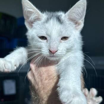 Regina -  Domestic Short Hair Cat for Adoption in Matteson, Illinois - Regina | PetCurious