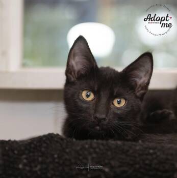 Rescue Domestic Short Hair Cats for Adoption in Ballwin, Missouri - Casper | PetCurious