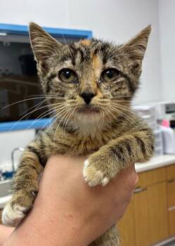 Sweet Pea -  Domestic Short Hair Cat for Adoption in Hartsville, South Carolina - Sweet Pea | PetCurious