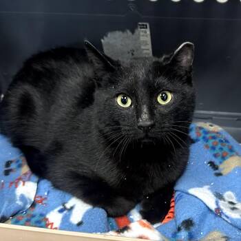 Domestic Short Hair Cats Available for Adoption - Cosmo | PetCurious