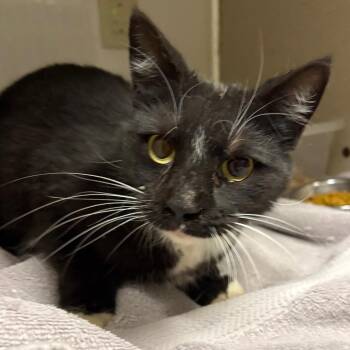 Domestic Short Hair Cats Available for Adoption - Valley | PetCurious