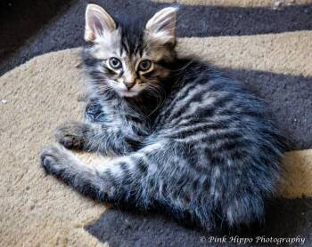 Ballad -  American Bobtail Cat for Adoption in Kettering, Ohio - Ballad | PetCurious