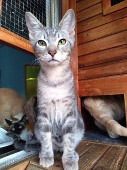 Rescue Domestic Short Hair Cats for Adoption - Ringo | PetCurious