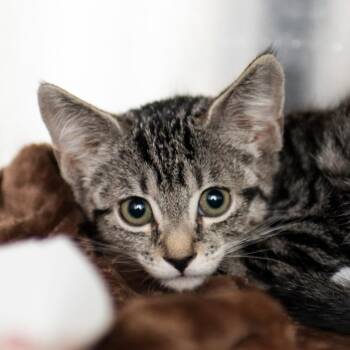 Percy -  Domestic Short Hair Cat for Adoption in Middletown, Rhode Island - Percy | PetCurious