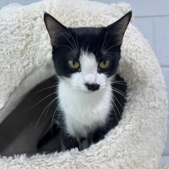 Karen Plankton -  Domestic Short Hair Cat for Adoption in Fairfax Station, Virginia - Karen Plankton | PetCurious