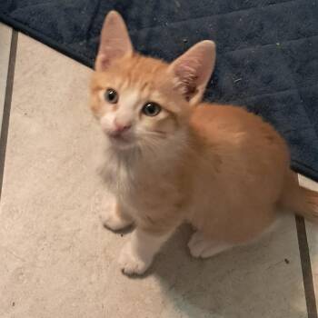 GARBANZO -  Domestic Short Hair Cat for Adoption in Willows, California - GARBANZO | PetCurious