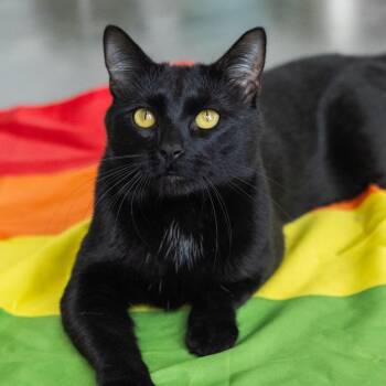 Mitch Rodeo -  Domestic Short Hair Cat for Adoption - Mitch Rodeo | PetCurious