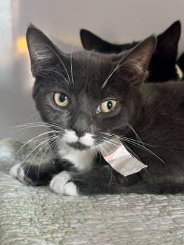 Rescue Domestic Short Hair Cats for Adoption in Alexandria, Virginia - Jackie (kitten) | PetCurious