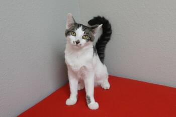 Manny -  Domestic Short Hair Cat for Adoption in Fountain Hills, Arizona - Manny | PetCurious