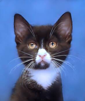 Domestic Short Hair Cats Available for Adoption in Pasadena, California - BOO BOO | PetCurious