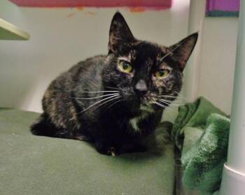 PEANUT -  Tortoiseshell Cat for Adoption in Delhi, New York - PEANUT | PetCurious