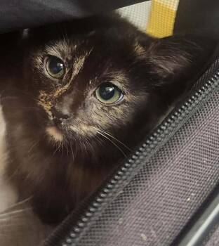 Widget -  Domestic Short Hair Cat for Adoption in Republic, Missouri - Widget | PetCurious