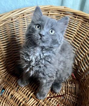 Mandy -  Domestic Long Hair Cat for Adoption in Rocky Hill, Connecticut - Mandy | PetCurious