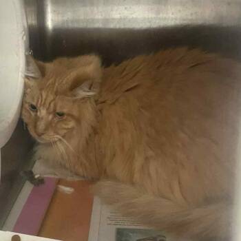 Rescue Domestic Long Hair Cats for Adoption in Huntington, West Virginia - Prince Chunk (16) | PetCurious