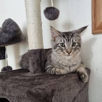 Main Coon Cats Available for Sale - Dora  | PetCurious