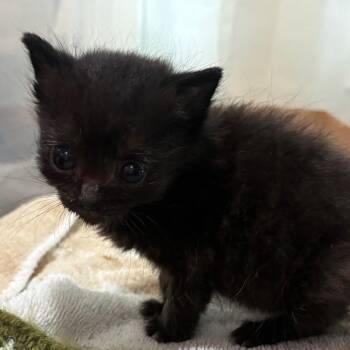 Scone -  Domestic Short Hair Cat for Adoption in Lynchburg, Virginia - Scone | PetCurious