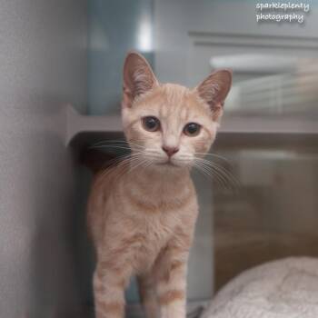 Chandon -  Domestic Short Hair Cat for Adoption in Ridgefield, Connecticut - Chandon | PetCurious