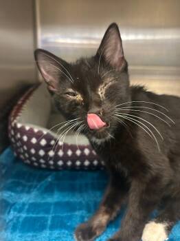 Izzy -  Domestic Short Hair Cat for Adoption in Chico, California - Izzy | PetCurious