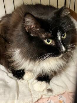 Domestic Short Hair Cats Available for Adoption - Val | PetCurious