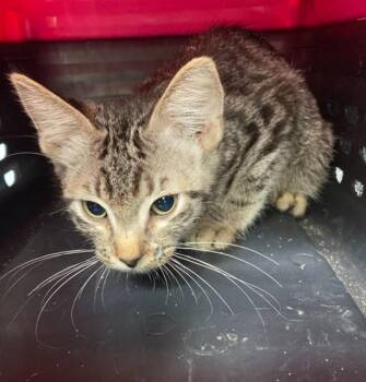 A886193 -  Domestic Short Hair Cat for Adoption in Camarillo, California - A886193 | PetCurious
