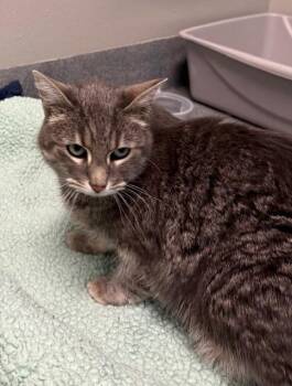 Domestic Short Hair Cats Available for Adoption - Matzo Ball | PetCurious