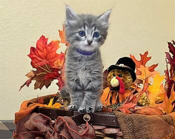 ACORN -  Domestic Long Hair Cat for Adoption in Pueblo, Colorado - ACORN | PetCurious