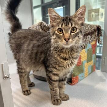 Fig -  Domestic Short Hair Cat for Adoption in Hailey, Idaho - Fig | PetCurious