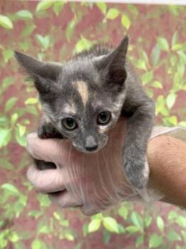 Emma -  Domestic Short Hair Cat for Adoption in San Antonio, Texas - Emma | PetCurious