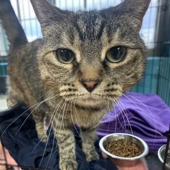 Rescue Domestic Short Hair Cats for Adoption in Brookings, South Dakota - Obi | PetCurious
