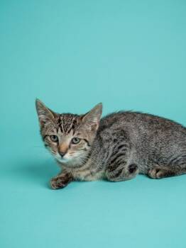 Kenny (downey) -  Tabby Cat for Adoption - Kenny (downey) | PetCurious