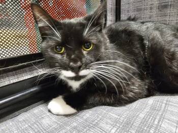Tuxedo Cats Available for Adoption in Richmond, Virginia - Flint | PetCurious
