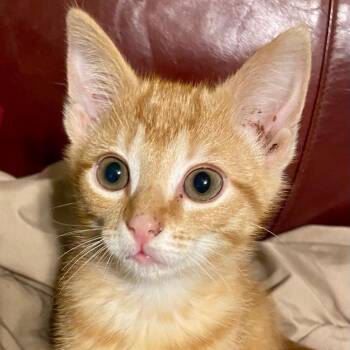 Rescue Domestic Short Hair Cats for Adoption in Gastonia, North Carolina - Lacey | PetCurious