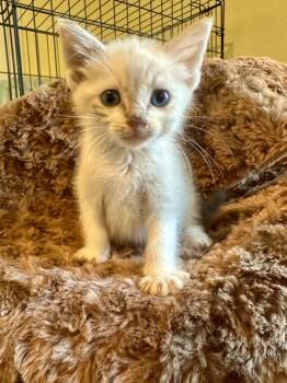 Goldie -  Siamese Cat for Adoption in Shawnee, Oklahoma - Goldie | PetCurious