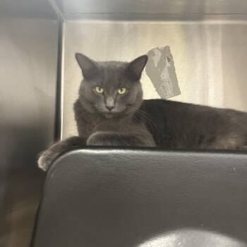 Platinum -  Domestic Medium Hair Cat for Adoption in Fort Wayne, Indiana - Platinum | PetCurious