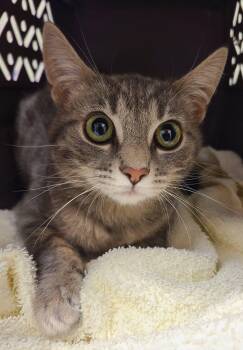 Domestic Short Hair Cats Available for Adoption in Ellijay, Georgia - Miss Rascal  | PetCurious