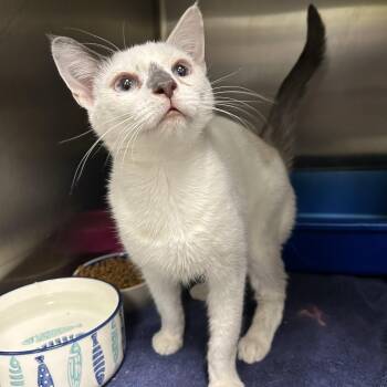 Siamese Cats Available for Adoption - Baby Boo | PetCurious