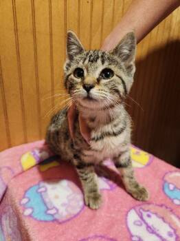 Bread -  Domestic Short Hair Cat for Adoption in Grand Rapids, Michigan - Bread | PetCurious