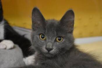 Ruthless -  Domestic Medium Hair and Domestic Short Hair Cat for Adoption in Kansas City, Missouri - Ruthless | PetCurious