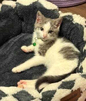 Stormy -  Domestic Short Hair Cat for Adoption in La Porte, Indiana - Stormy | PetCurious