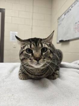 Buddy -  Domestic Short Hair Cat for Adoption in Westland, Michigan - Buddy | PetCurious
