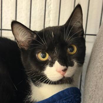 Makita -  Domestic Short Hair Cat for Adoption in Hampton Bays, New York - Makita | PetCurious