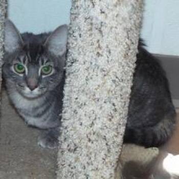 Rescue Tabby Cats for Adoption in Green Valley, Arizona - Paddy--Adoptable With Bonded Companion, Teddy | PetCurious