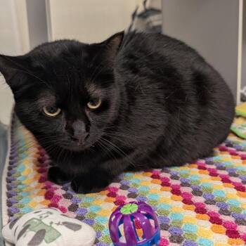 Domestic Short Hair Cats Available for Adoption - Dina | PetCurious
