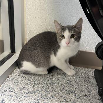 Sawyer -  Domestic Short Hair Cat for Adoption in Ottawa, Kansas - Sawyer | PetCurious