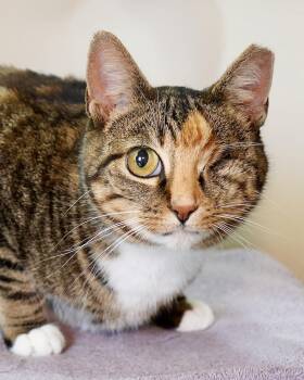 Rescue Domestic Short Hair Cats for Adoption in New Berlin, Wisconsin - Dove | PetCurious