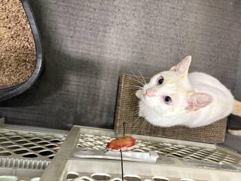 Rescue Siamese and Tabby Cats for Adoption in Vails Gate, New York - Iris | PetCurious